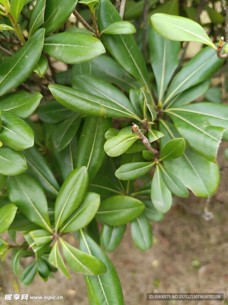 翠绿叶片的植物特写