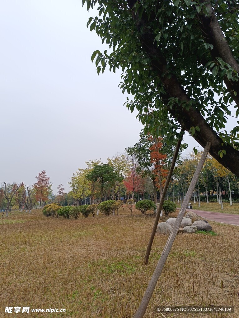 秋日草地旁的树木景致