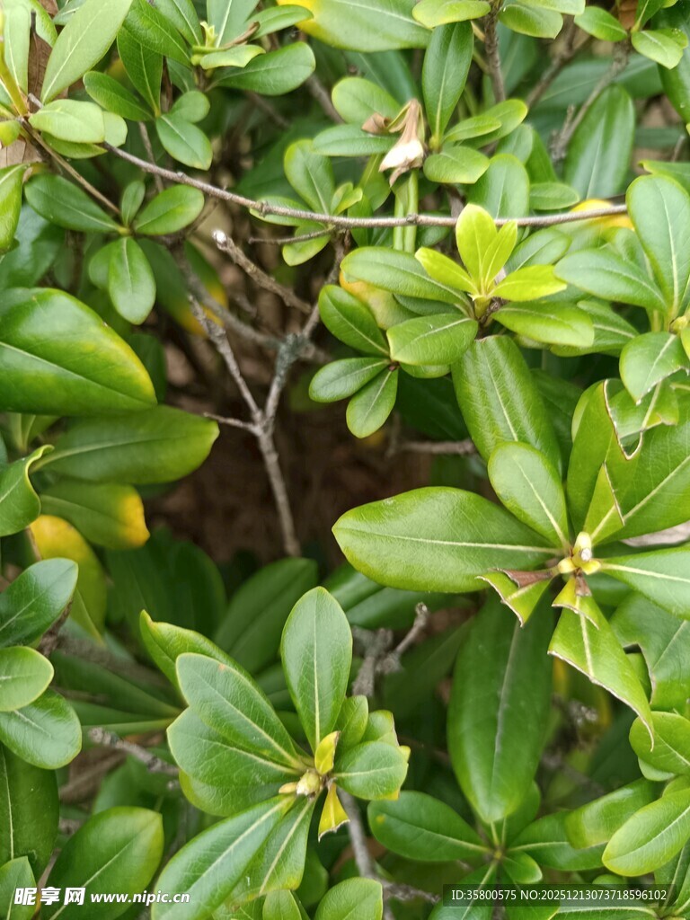 绿叶繁茂的植物景观