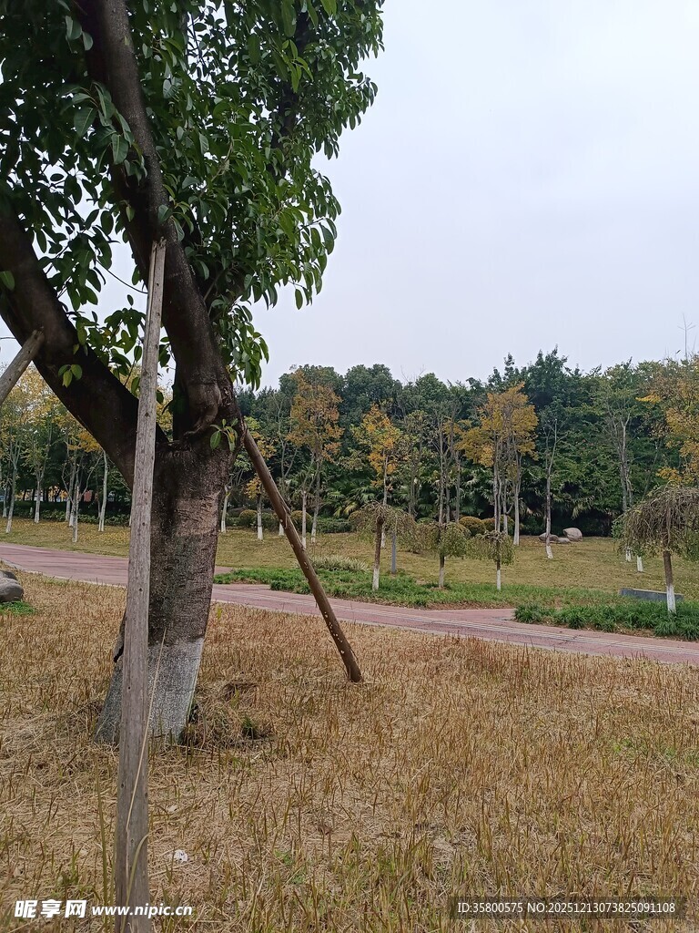 秋日公园树木与开阔草地