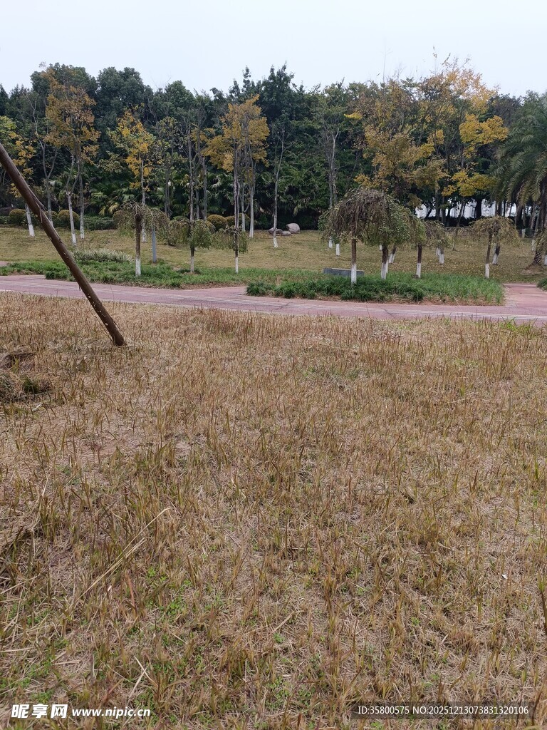 秋日郊野草地风景