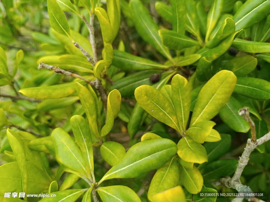 嫩绿叶片植物特写