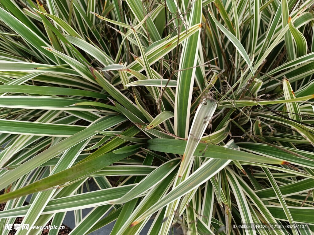 条纹绿叶植物特写