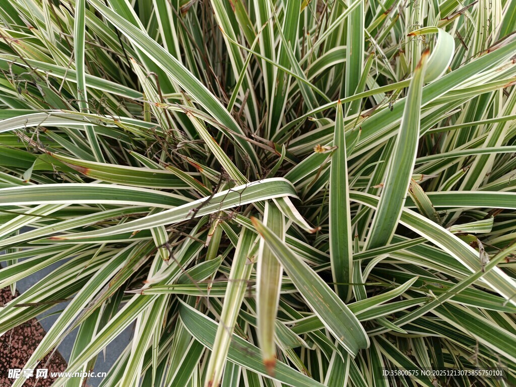 翠绿条纹草特写