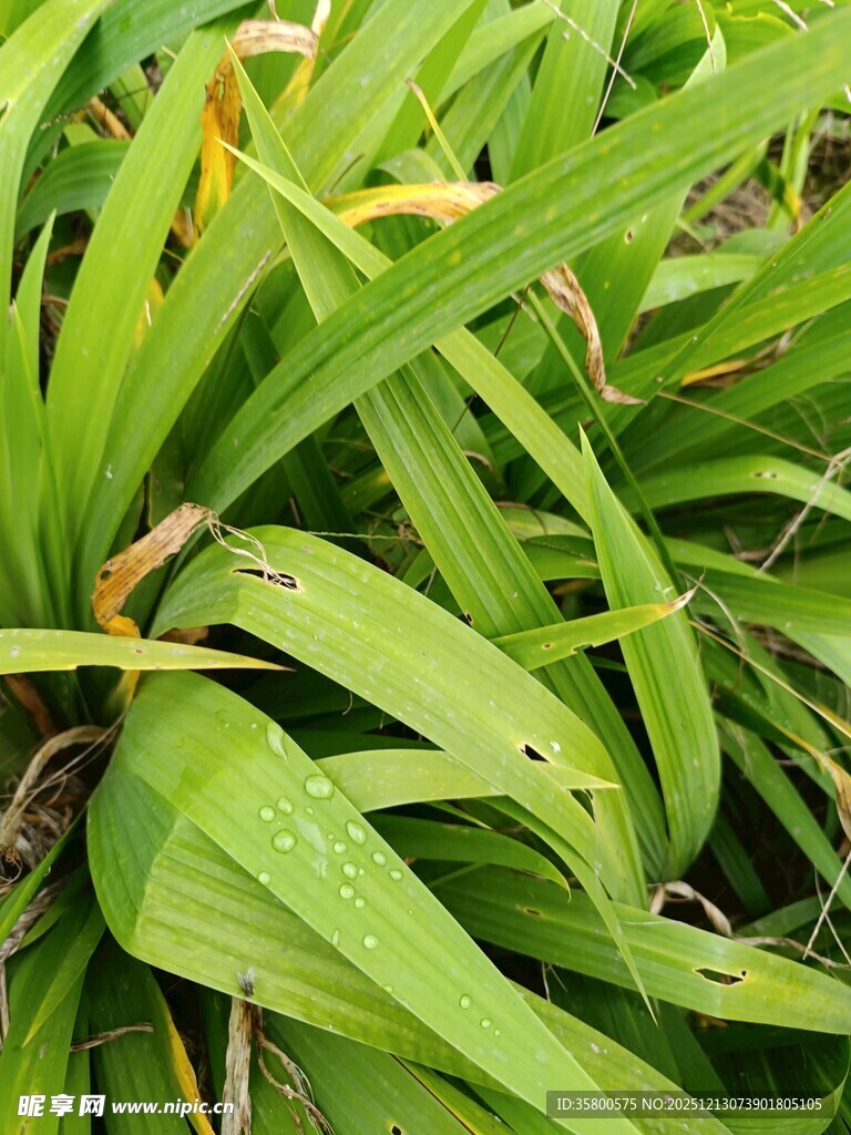 翠绿阔叶植物特写