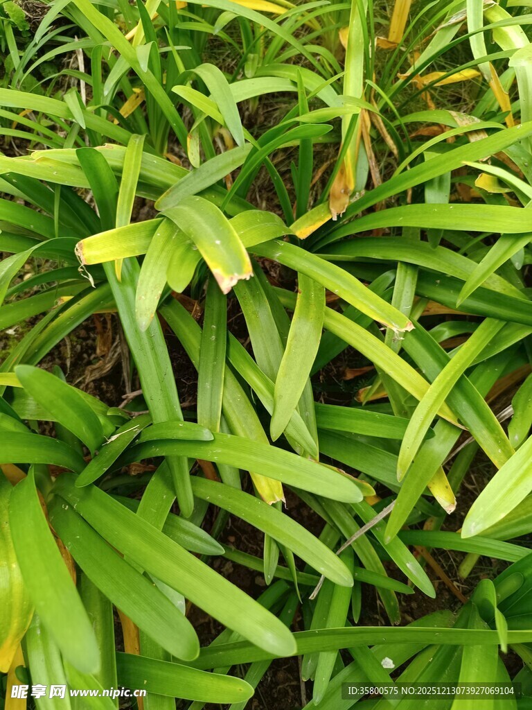 翠绿葱茏的阔叶植物