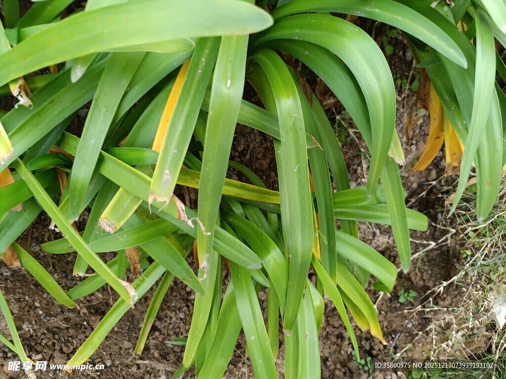 翠绿繁茂的兰科植物叶片