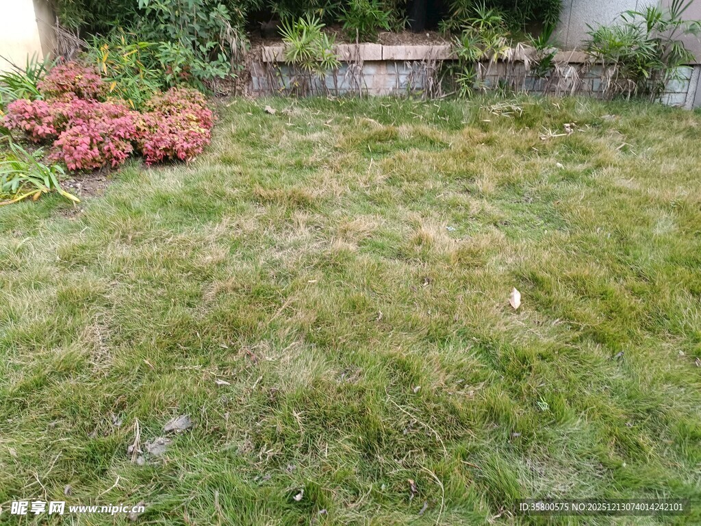 户外绿意盎然的草地场景