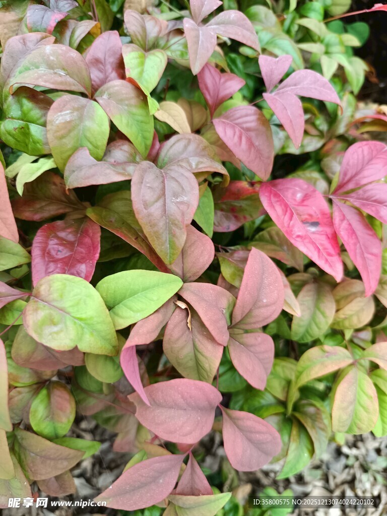 多彩斑斓的彩叶植物