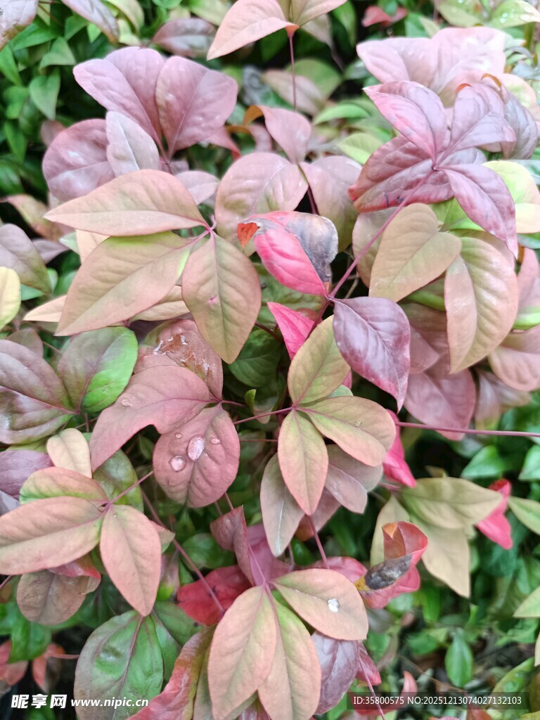 多彩斑斓的变色观叶植物