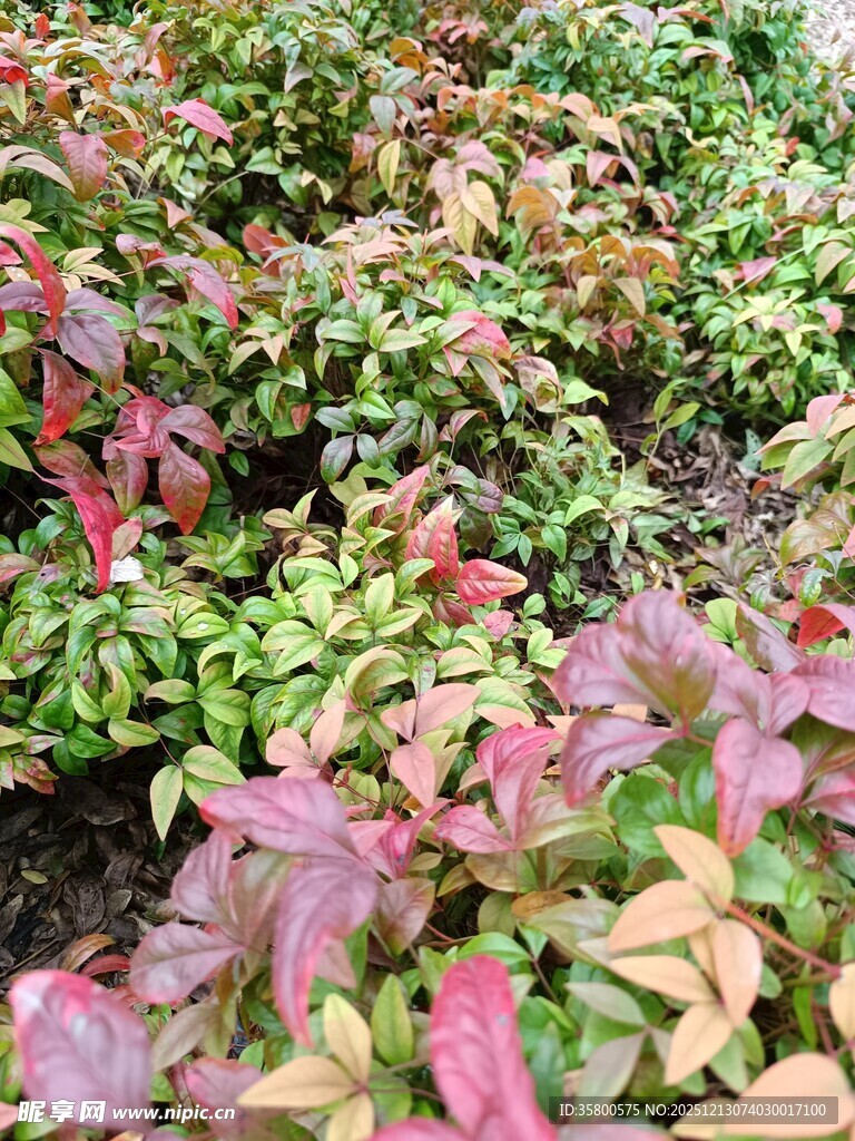 多彩斑斓的植物叶片景观