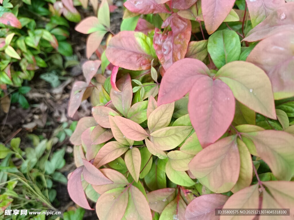 粉色叶片植物特写