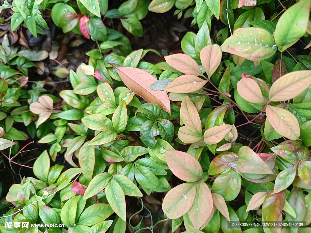 多彩叶片植物特写