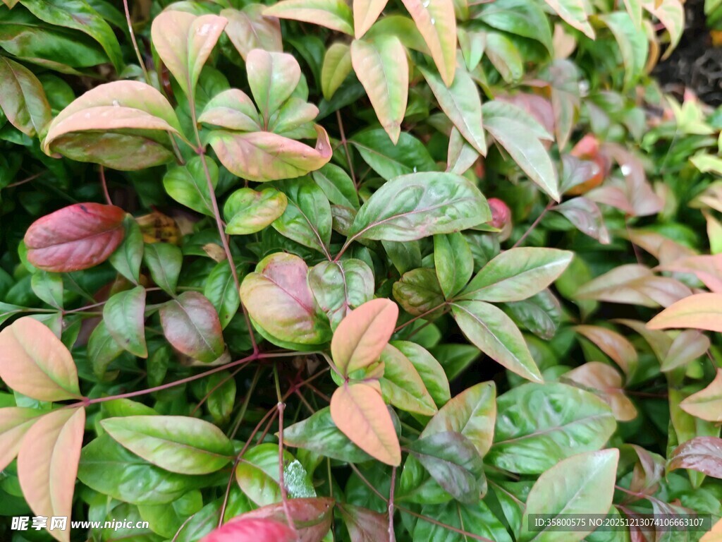 多彩叶片的繁茂植物