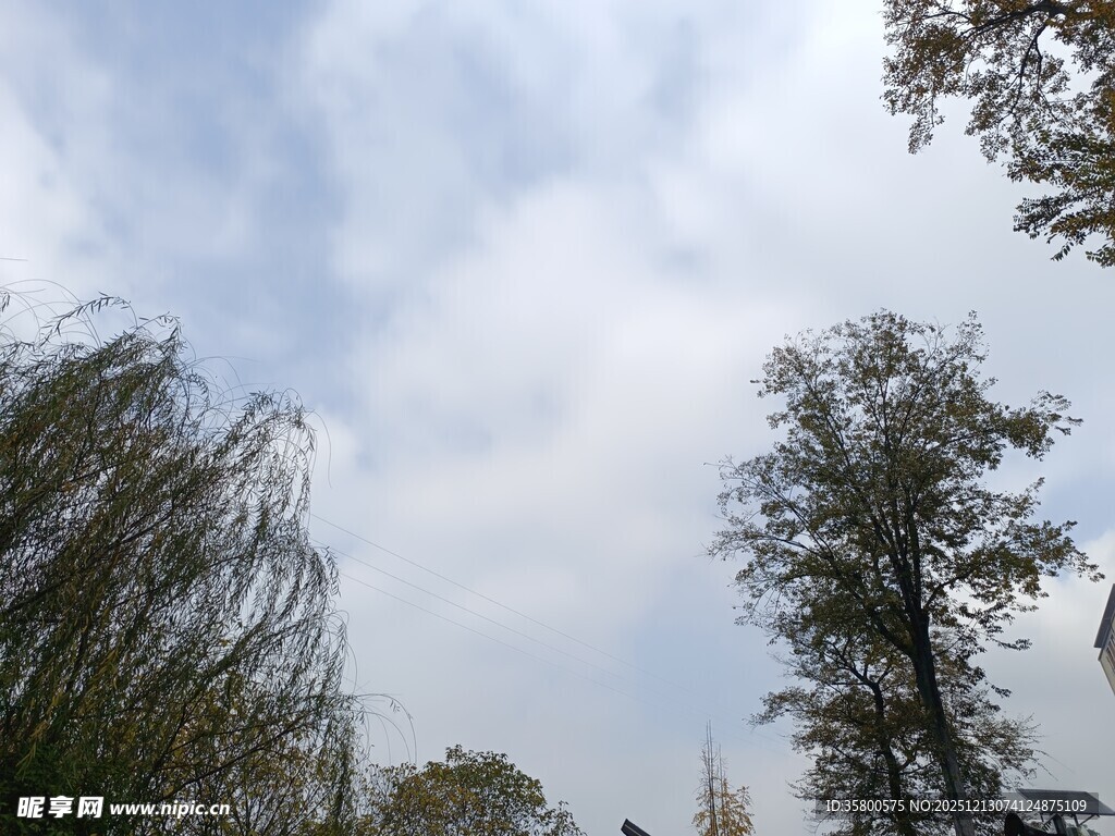 蓝天白云下的葱郁树木