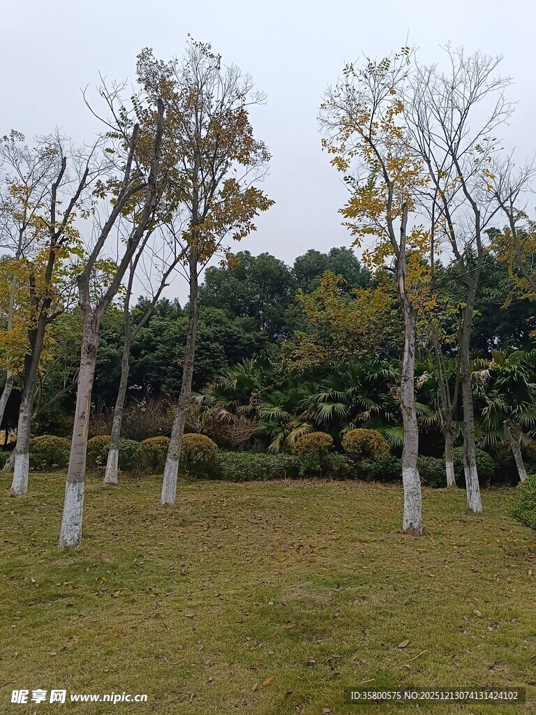 秋日草地旁的树木景观