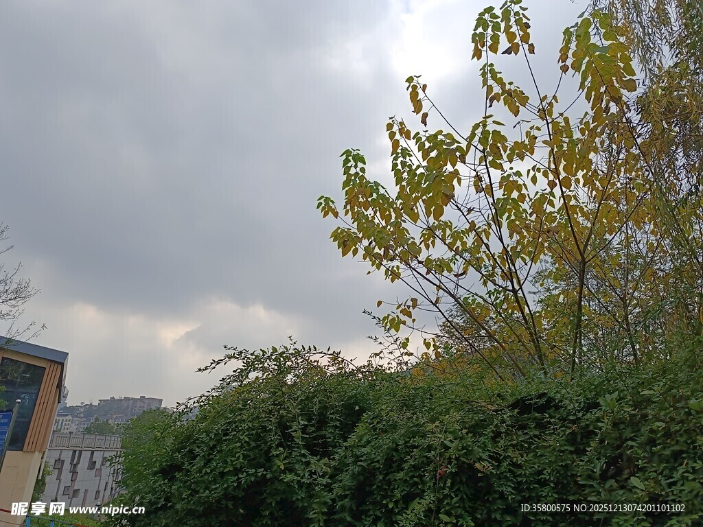 阴天中的绿植与建筑物