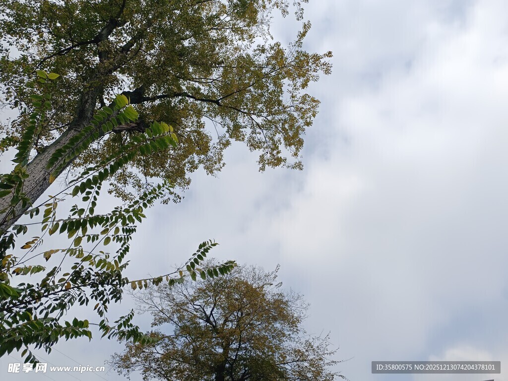 仰视绿树与天空美景