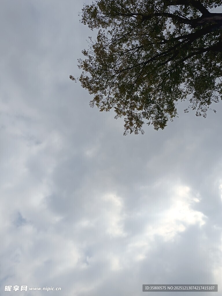 天空下的树冠与云层