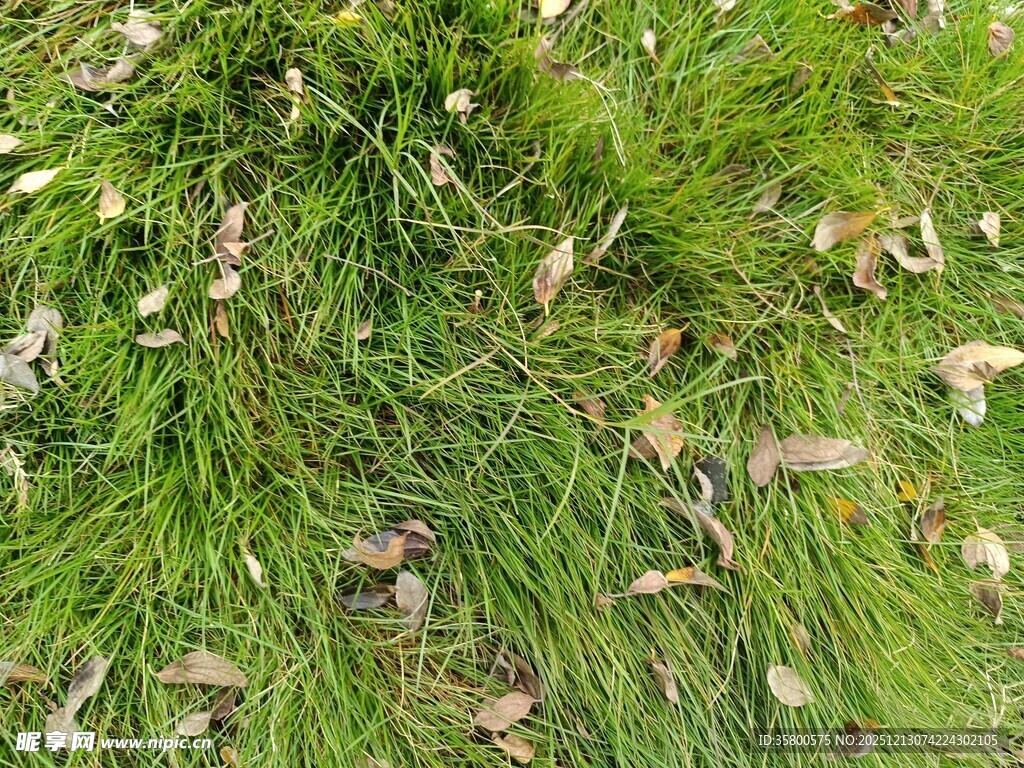 草地上的蒲公英与落叶