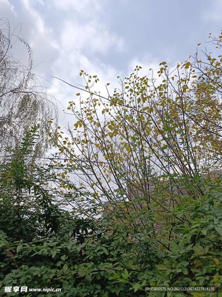 繁茂绿植与天空景致