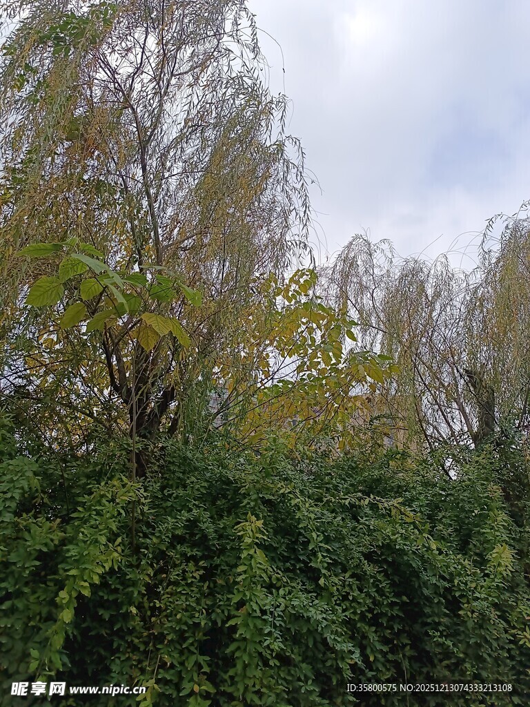 繁茂绿植与树木景观