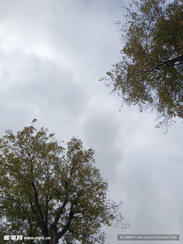 天空下的两棵葱郁树木