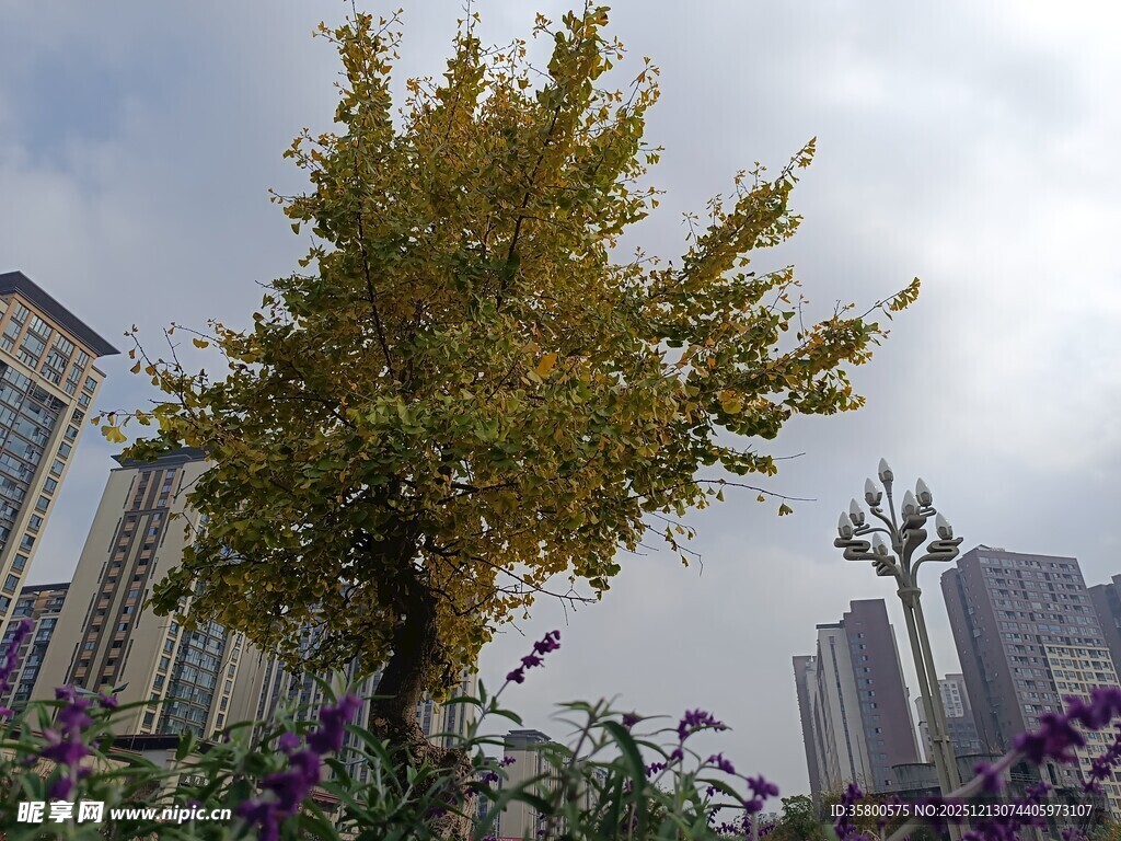 城市中绽放的多彩树木景观