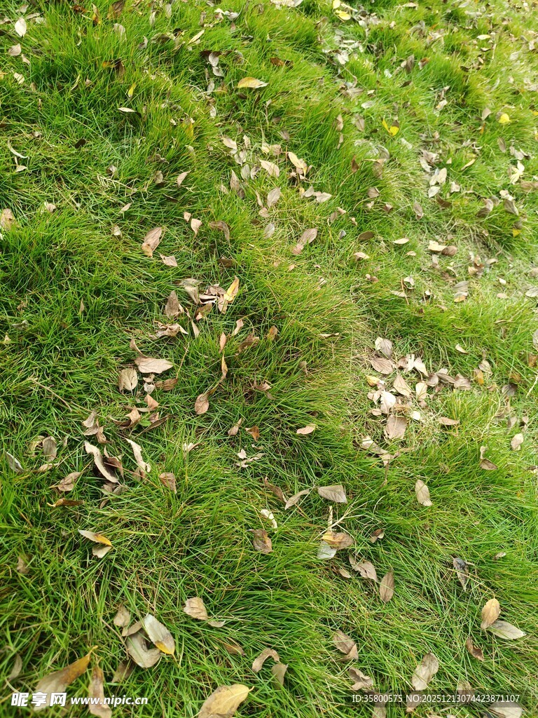 草地上散落的干枯树叶