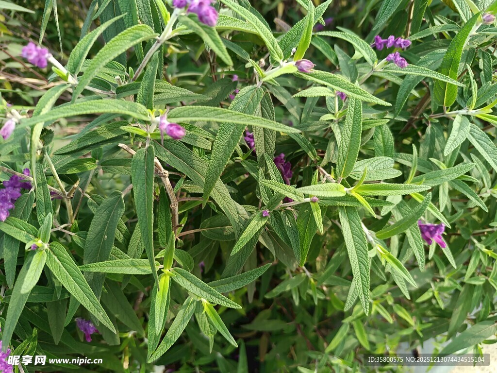 绿叶间的紫色小花绽放