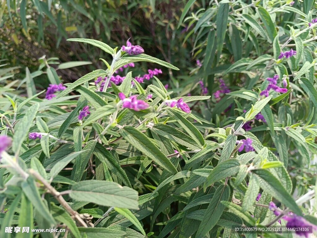 紫色花卉在绿叶中绽放