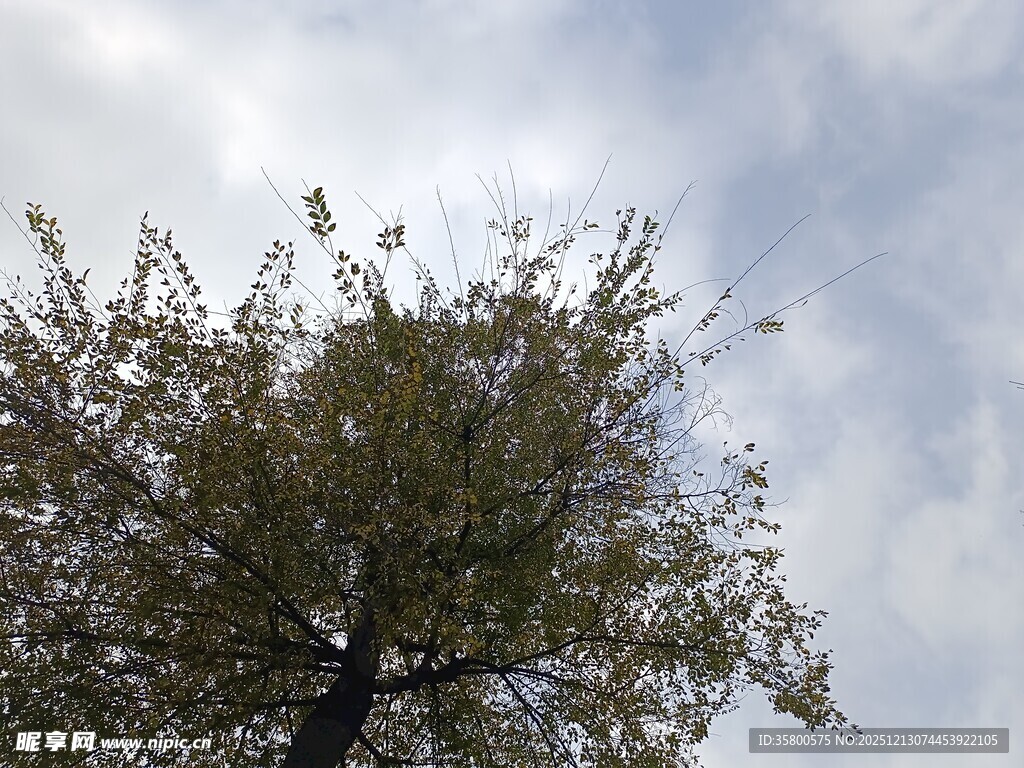 仰视枝繁叶茂的树木