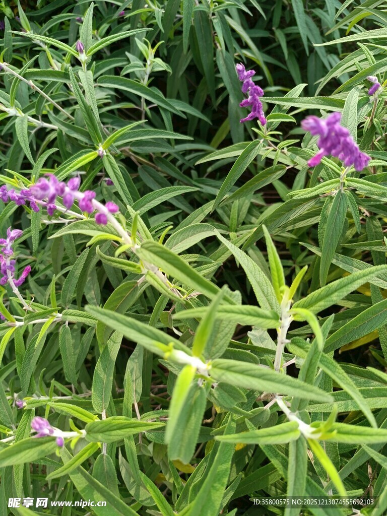 紫色花卉与绿叶的自然景致