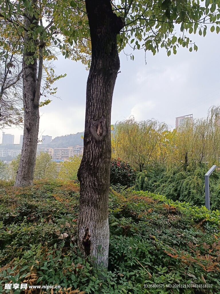 秋日林间树木与繁茂植被