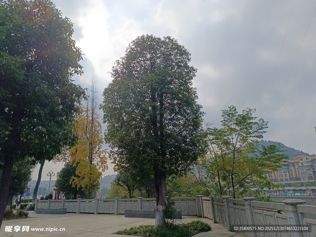 户外道路旁的树木景观