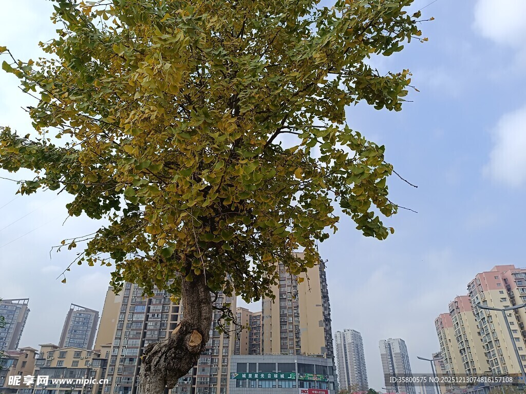 城市中挺拔的茂盛大树