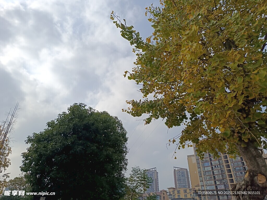 城市中黄绿相间的树木景观