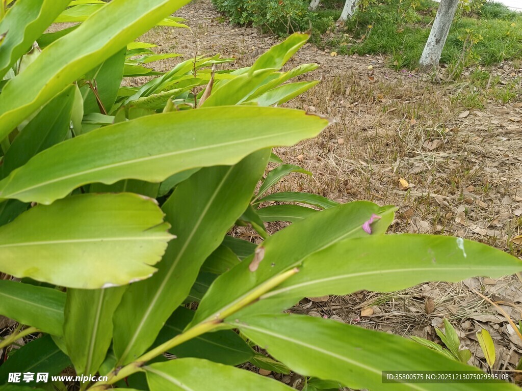 翠绿植物特写