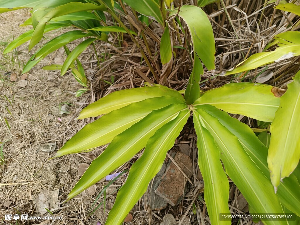 翠绿叶片的植物特写