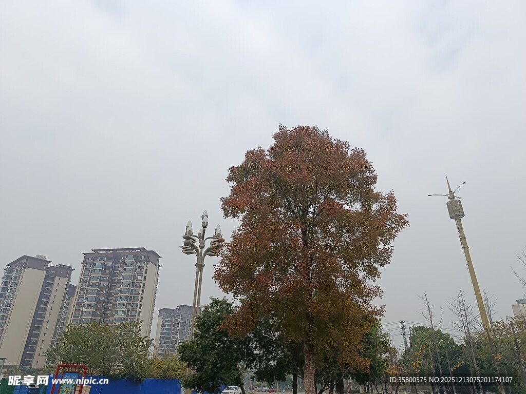 城市中独树与高楼景观