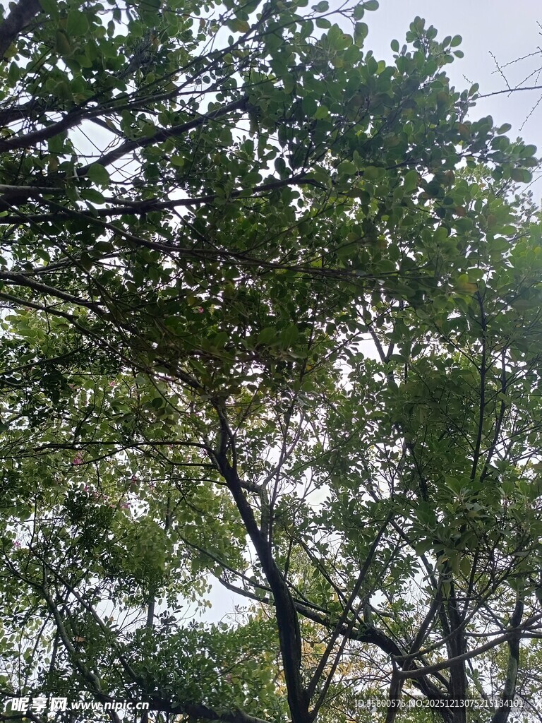 繁茂绿树的枝叶景观