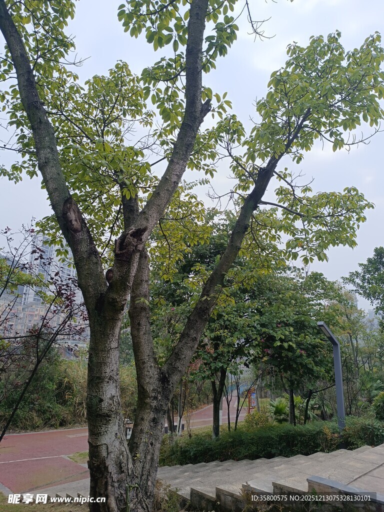 公园中的葱郁树木