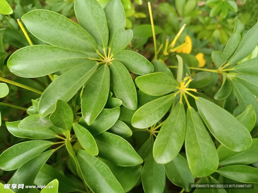 翠绿茂盛的多叶植物