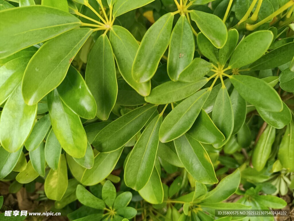 翠绿繁茂的掌状叶片植物