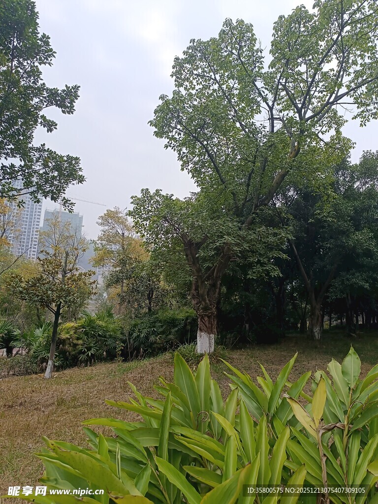 城市中的绿意盎然景观