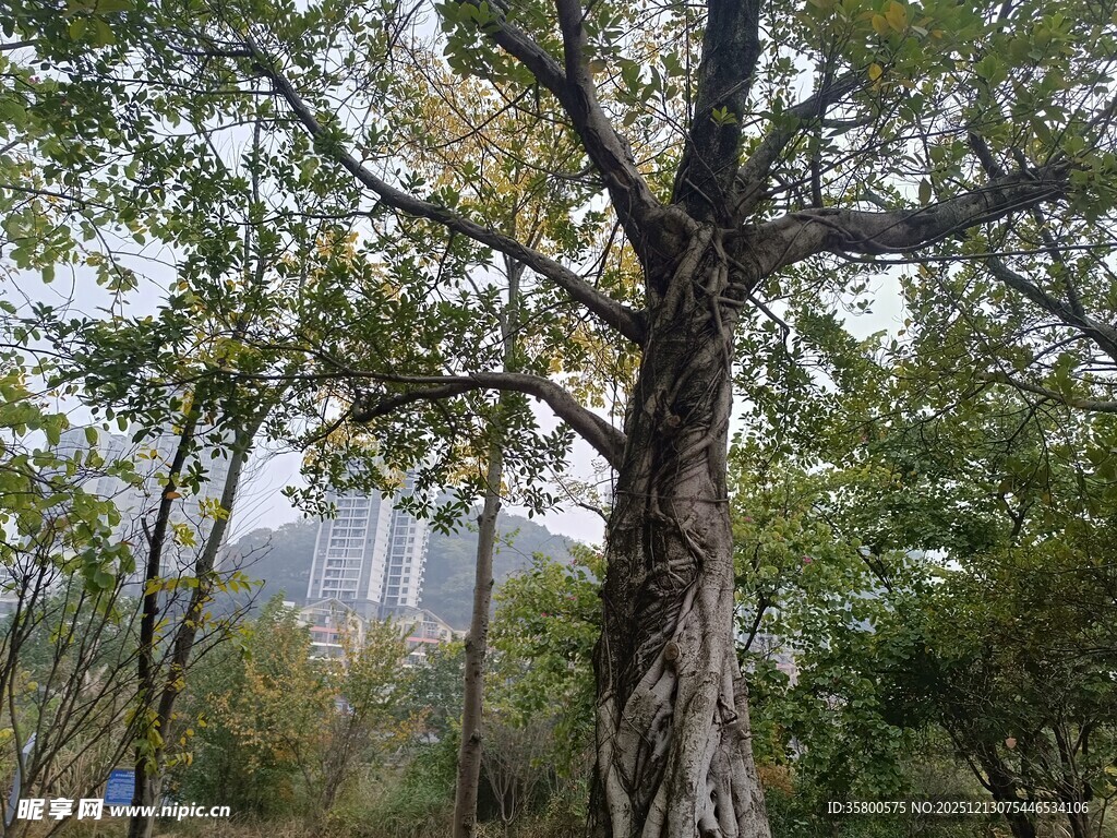 山林中粗壮茂盛的大树