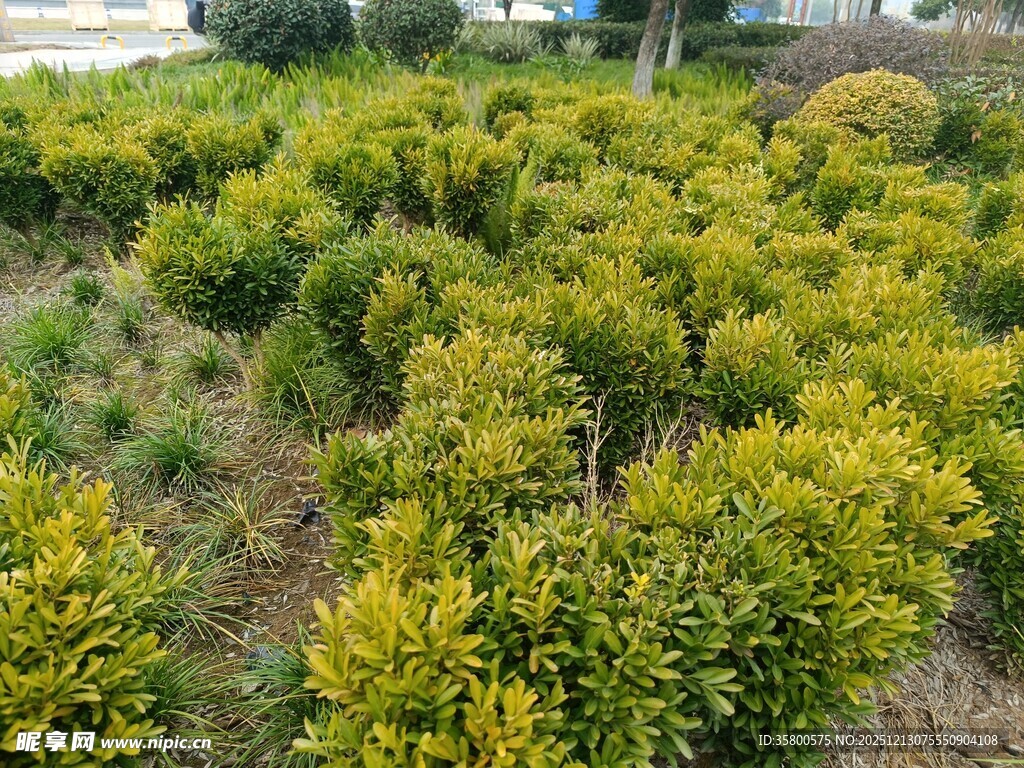 金黄灌木丛景观