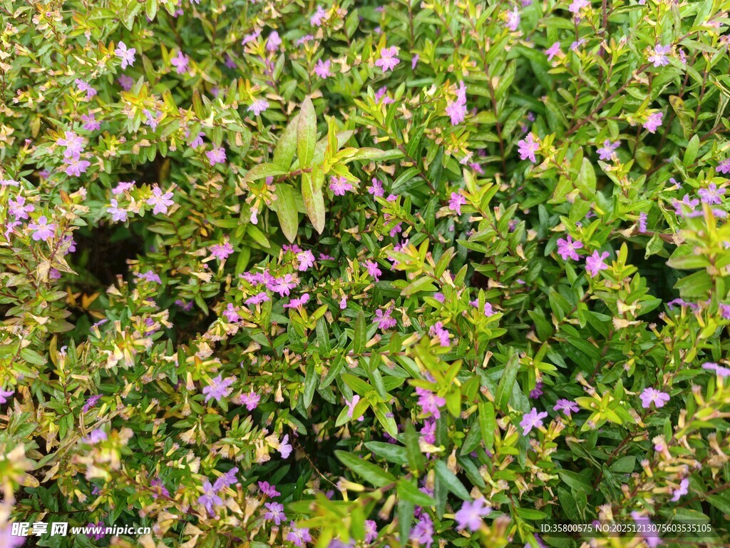 繁茂花丛中的紫色小花