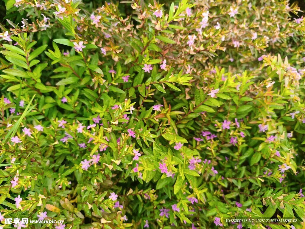 繁茂绿植与紫色小花景观