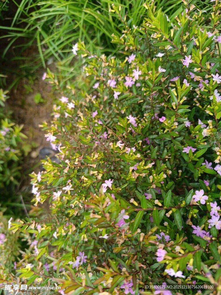 繁茂花丛中的紫色小花